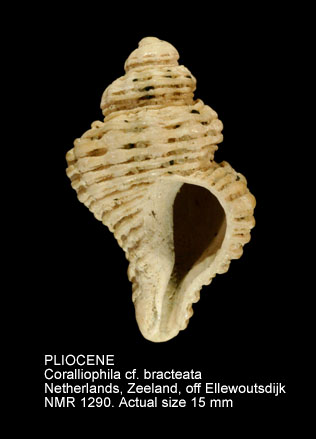 PLIOCENE Coralliophila cf.jpg - PLIOCENE Coralliophila cf.bracteata (Brocchi,1814)